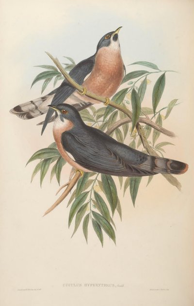 Cuculus hyperythrus - John Gould